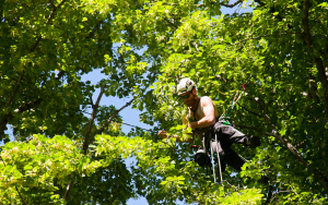 Free Arborist Consultation