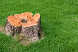 How to remove small tree stumps?