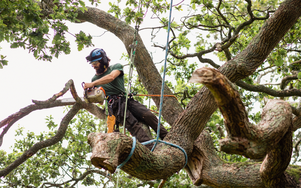 Houston tx tree service