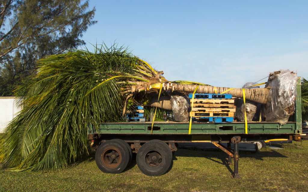 palm tree trimming service