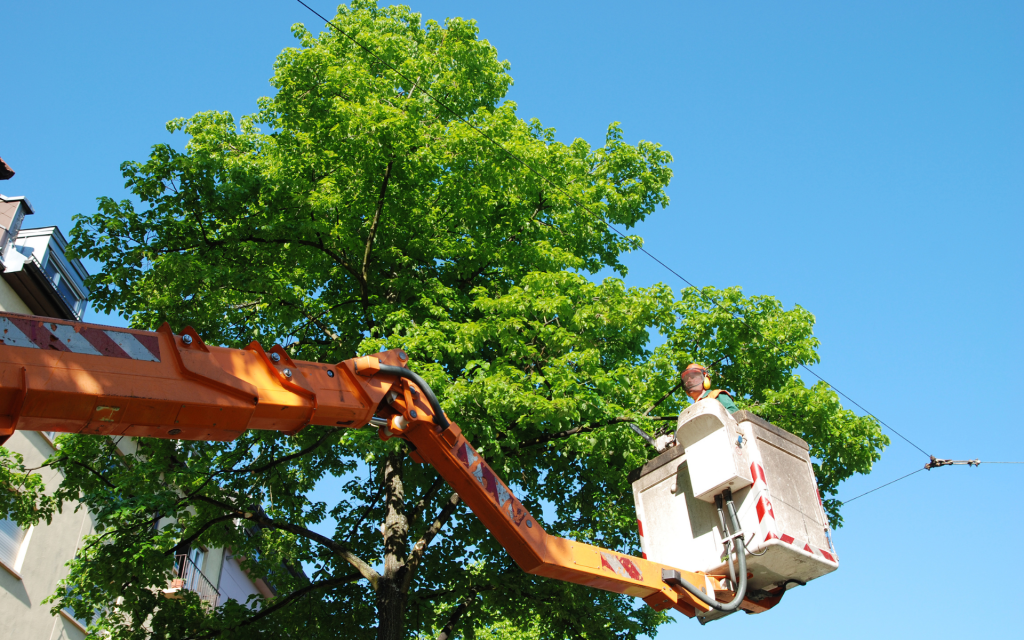 Tree service in Houston tx