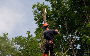 Tree cutting service in houston