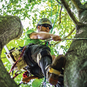 How to remove moss from the trees