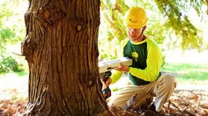 Tree Cutting Services