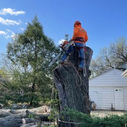 What To Do With Uprooted Trees