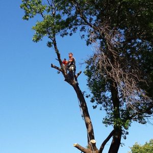 How To Remove Vines From Tall trees