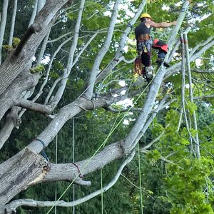 Free Arborist Consultation