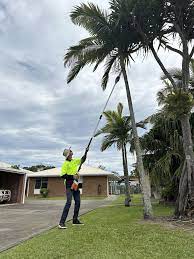 cheap tree trimming