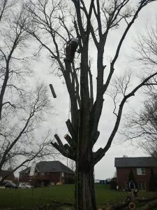 ash trees be saved