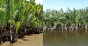 Trees That Grow in Water