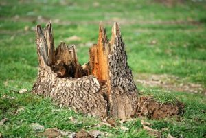 How to remove small tree stumps?